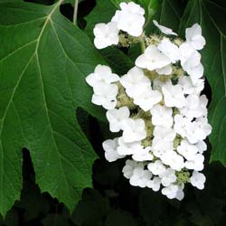 Hortensia à feuilles de chêne / Hydrangea quercifolia